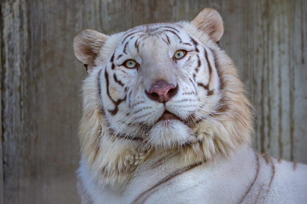 🦁 우쓰노미야 동물원 (우쓰노미야 도부쓰엔) 이미지 5